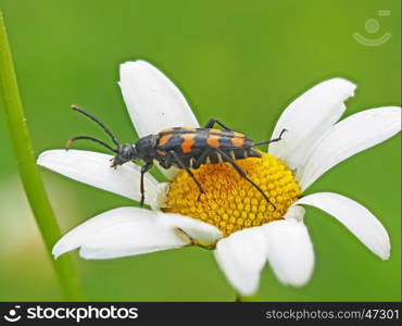 Beetle on camomile