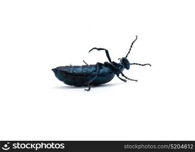 beetle on white background
