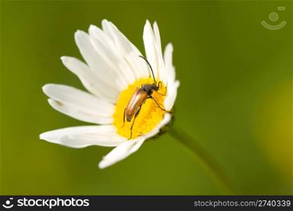 Beetle sits on the camomile flower