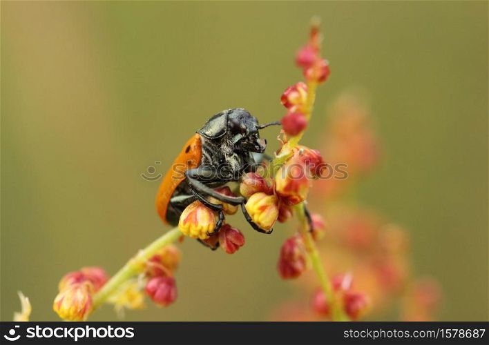 Beetle six points ta perched on a plant, Lachnaia sexpunctata