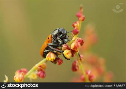 Beetle six points ta perched on a plant, Lachnaia sexpunctata
