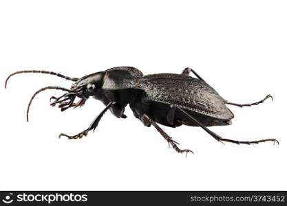 beetle species carabus coriaceus in high definition with extreme focus isolated on white background. beetle species carabus coriaceus