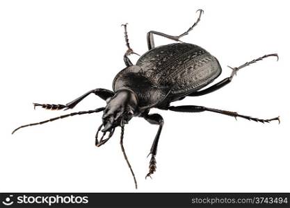 beetle species carabus coriaceus in high definition with extreme focus isolated on white background. beetle species carabus coriaceus