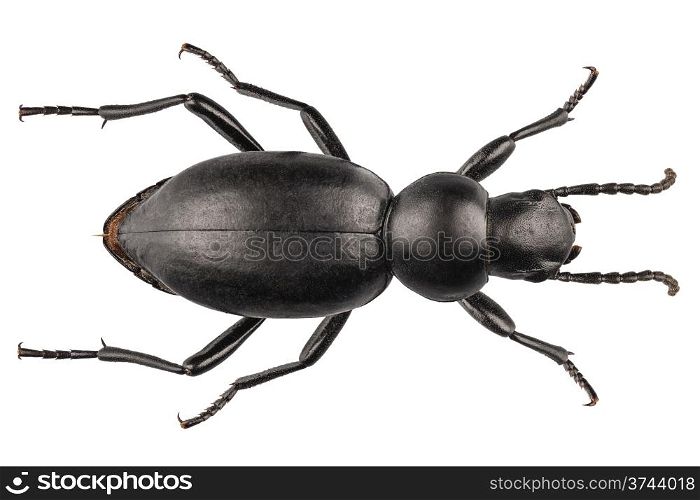 beetle species Tentyria peiroleri . beetle species Tentyria peiroleri in high definition with extreme focus isolated on white background
