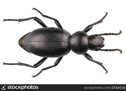 beetle species Tentyria peiroleri . beetle species Tentyria peiroleri in high definition with extreme focus isolated on white background