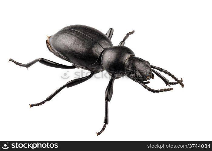 beetle species Tentyria peiroleri . beetle species Tentyria peiroleri in high definition with extreme focus isolated on white background