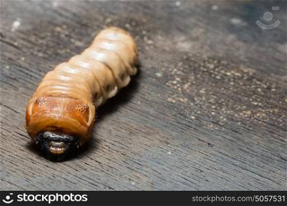 Beetle worm macro