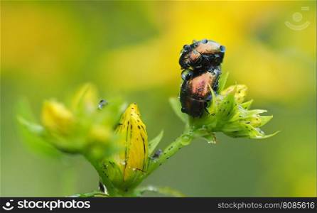 Beetles in droplets on a yellow flower