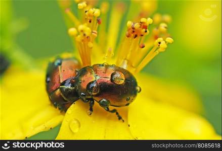 Beetles in droplets on a yellow flower