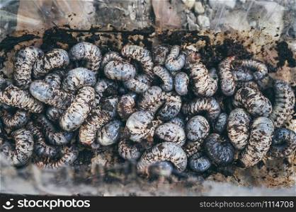 Beetles larvae, texture background of Beetles larvae