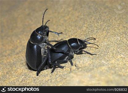 Beetles mating, Coleoptera, Rutelidae, Melolonthidae, Scarabidae, found during a night search on barren sand dunes, Jaisalmer, Rajasthan, India.