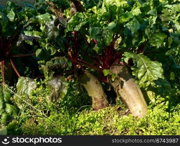 Beetroot in soil organic farming. Beetroot, Beta vulgaris, in soil, produced by organic farming