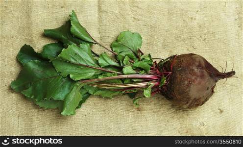 beets with tops on a sacking