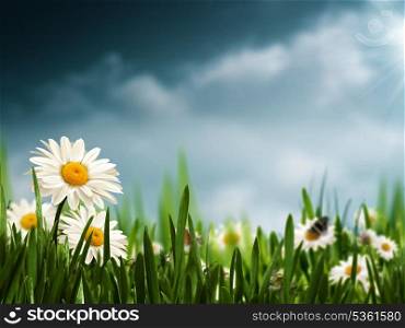 Before the rain. Natural backgrounds with beauty daisy flowers