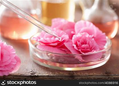 begonia flowers and pipette. aromatherapy and spa
