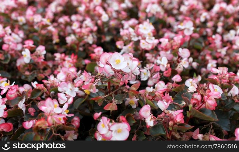 begonia flowers background