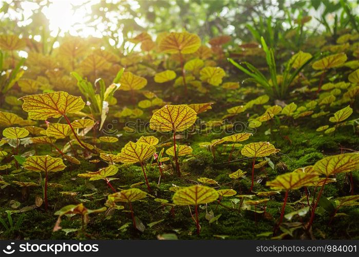 Begonia leafs on the rock in the woods shallow depth of Rain forest at Phuhinrongkla National Park Nakhon Thai District in Phitsanulok, Thailand.