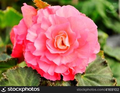 begonia pink flower , close up