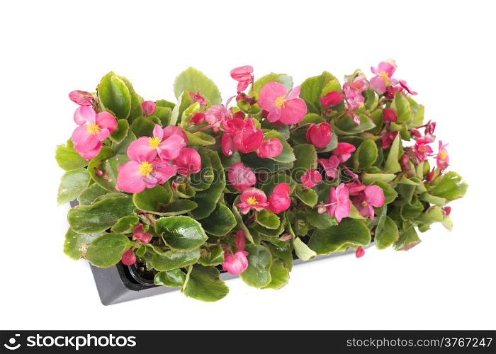 begonias plants in front of white background