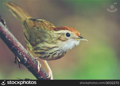 behavior of brown bird in the nature