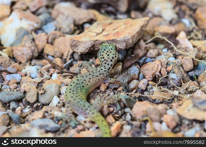 behind of Gecko lizard from trpical forest , Hemiphyllodactylus sp