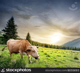 Beige cow on green pasture under the night sky. Beige cow on green pasture