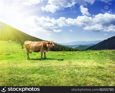 Beige cow on lush pastures under daylight sky. Beige cow on lush pastures