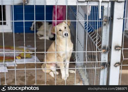 beige dog sitting in a shelter cage, theme charity and mercy, animal shelter, dog rescue, volunteer work