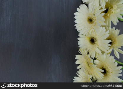 Beige gerbera flowers border on dark wooden table background close up. Beige gerbera flowers