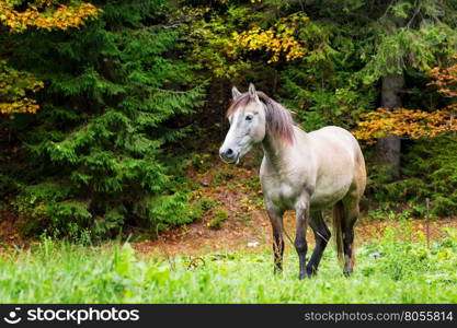 Beige horse in bright grass on background autumn forest