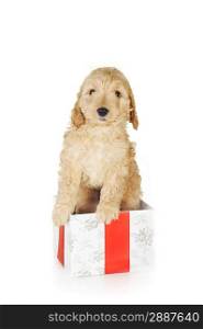 beige puppy and gift box isolated