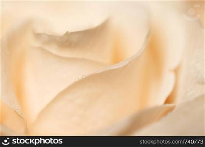 Beige rose background. Macro. Abstract. Close-up. Horizontal. Mockup with copy space for greeting card, invitation, social media, Valentine?s day, flower delivery, Mother?s day, Happy Women?s Day.
