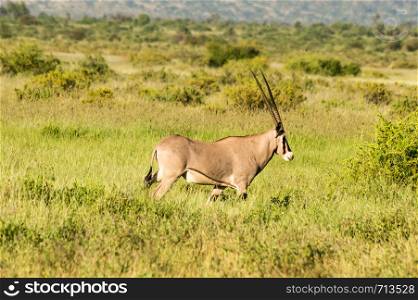 Beisa Oryx at Samburu National Reserve. A lone beisa oryx in the Savannah Grassland against a mountain background at Samburu National Reserve, Kenya nature