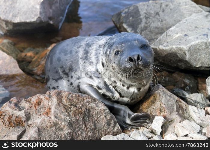 Belek baby harp seal Pagophilus groenlandicus in the White Sea, Gulf Kadalakshskom