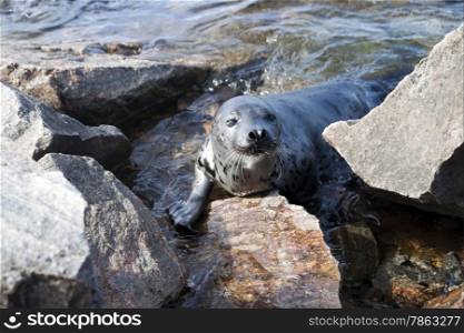 Belek baby harp seal Pagophilus groenlandicus in the White Sea, Gulf Kadalakshskom