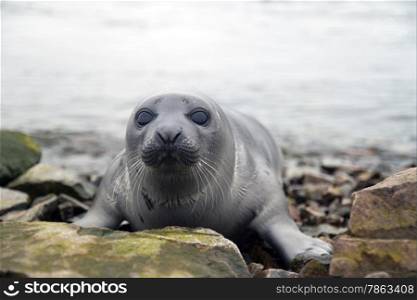 Belek baby harp seal Pagophilus groenlandicus in the White Sea, Gulf Kandalakshskom
