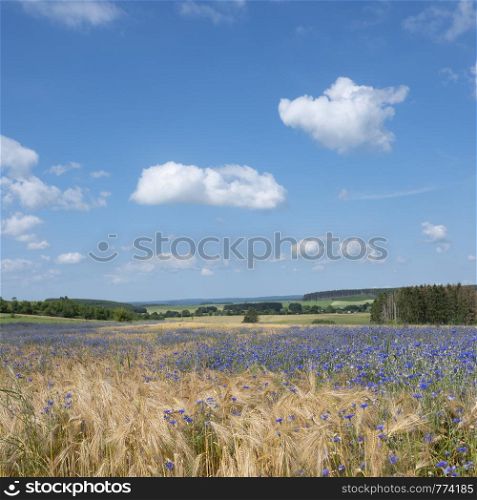belgian countryside landscape with corn flowers under liege in the belgian ardennes near la roche on sunny summer day