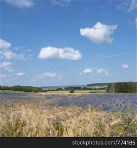 belgian countryside landscape with corn flowers under liege in the belgian ardennes near la roche on sunny summer day