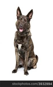 Belgian Malinois dog. Belgian Malinois dog in front of a white background