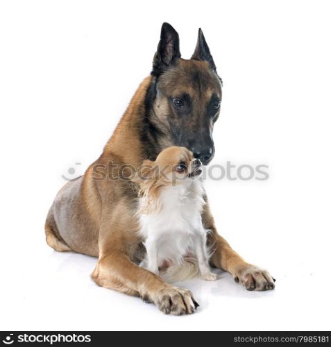 belgian shepherd dog and chihuahua in front of white background