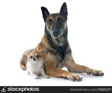belgian shepherd dog and chihuahua in front of white background