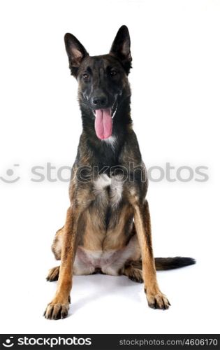 belgian shepherd dog in front of white background