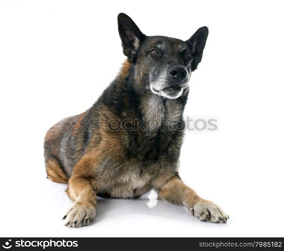 belgian shepherd dog in front of white background