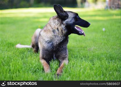 Belgian shepherd Dog lies on grass