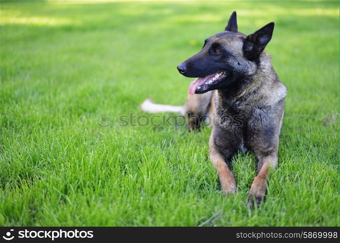 Belgian shepherd Dog lies on grass
