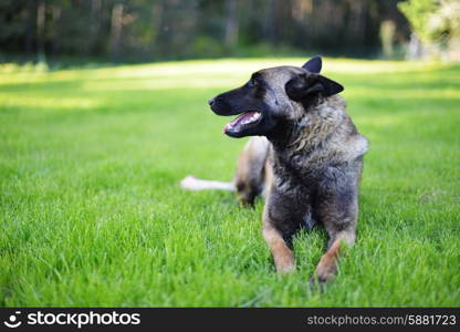 Belgian shepherd Dog lies on grass