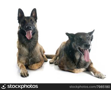 belgian shepherd dogs in front of white background