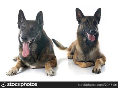 belgian shepherd dogs in front of white background