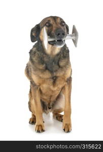 belgian shepherd in front of white background