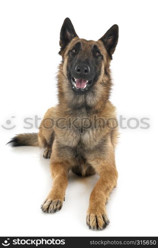 belgian shepherd in front of white background